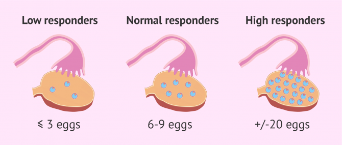 Types of ovarian response during IVF cycles