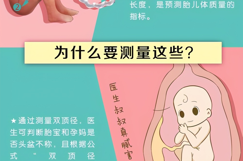 胎儿双顶径标准双顶径看男女头小腿长是女孩头大腿短是男孩