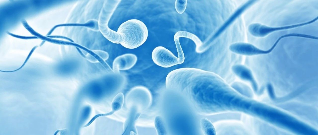 精子质量标准老公得禁欲多久才能培养出优质精子