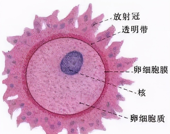 懷孕過程受精卵形成人體受孕的神秘全過程